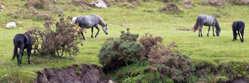 39 Dartmoor Ponies.JPG - KONICA MINOLTA DIGITAL CAMERA
